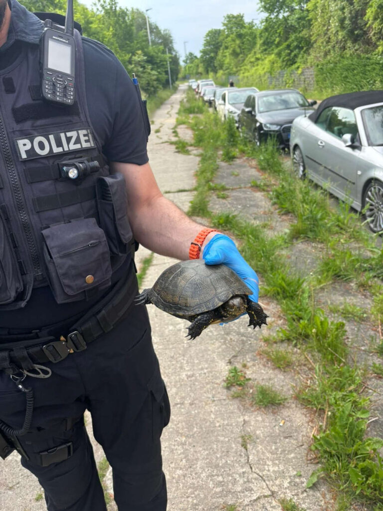 Schildkröte auf Gehweg, Polizei nimmt Tier in Obhut