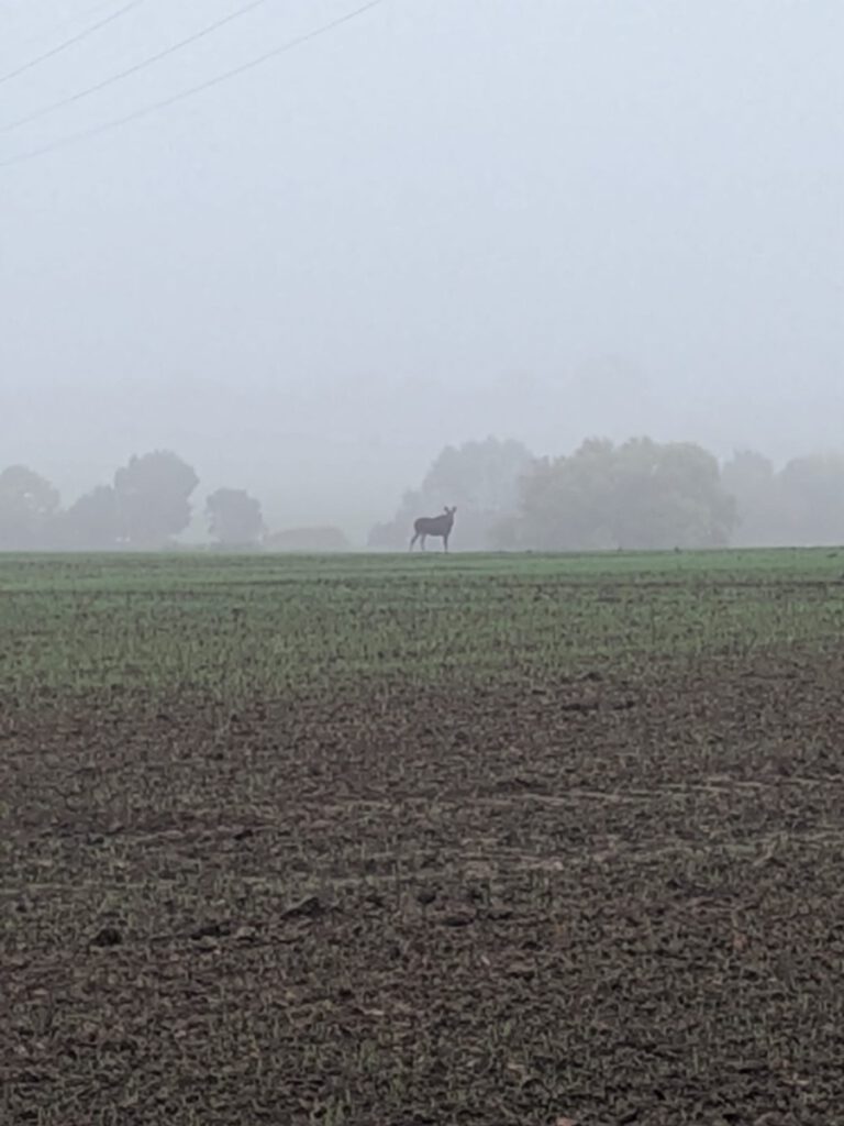 Elch bei Saatel in Vorpommern gesichtet