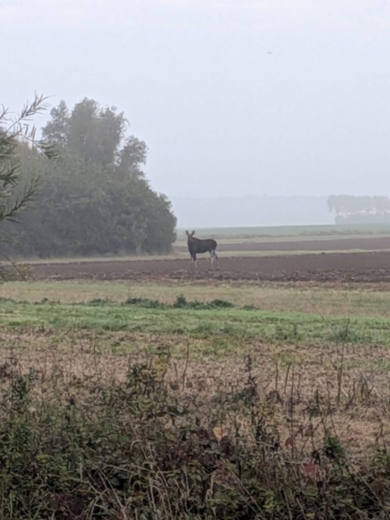 Elch bei Saatel in Vorpommern gesichtet