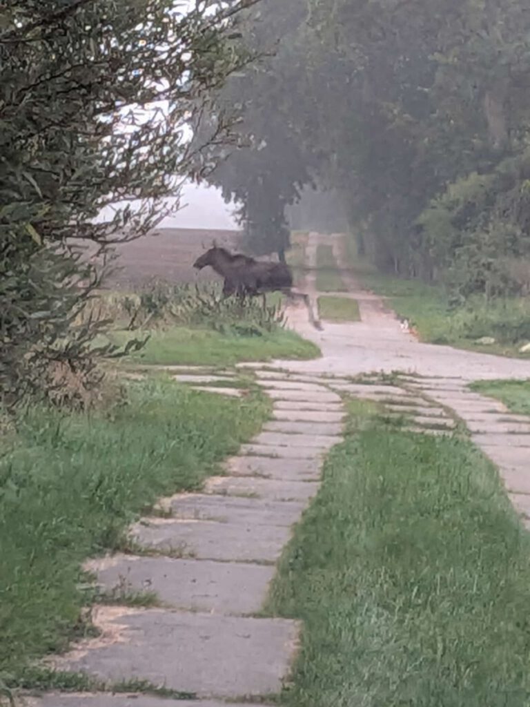 Elch bei Saatel in Vorpommern gesichtet